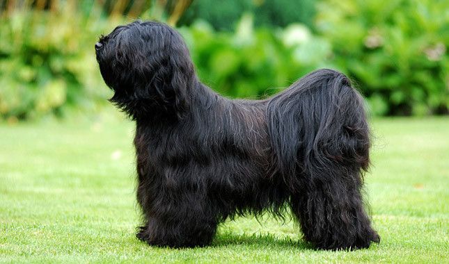 <a href="https://rutube.ru/video/9346f08213565cbce5fed9e763f94f81/">Тибетский терьер</a>